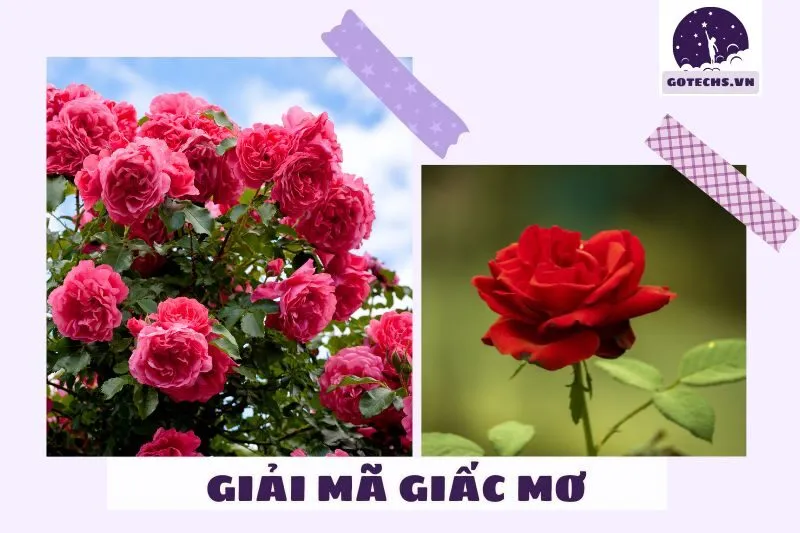 Giấc mơ cây hoa hồng báo hiệu điềm lành hay dữ?