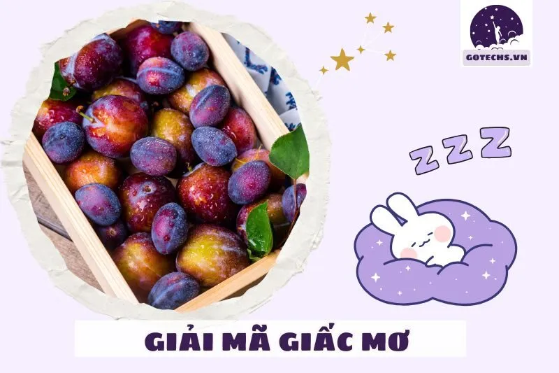Giấc Mơ Cây Mận Và Những Bài Học Rút Ra