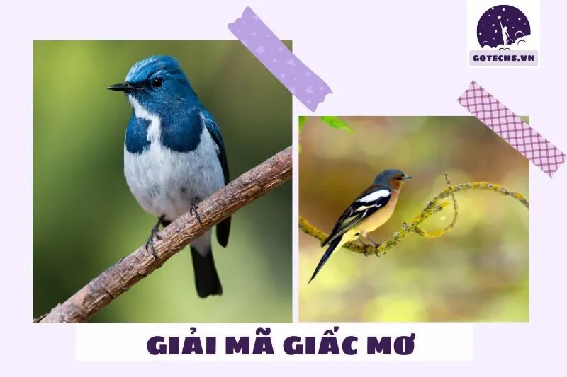 Giấc mơ thấy chim mang ý nghĩa gì