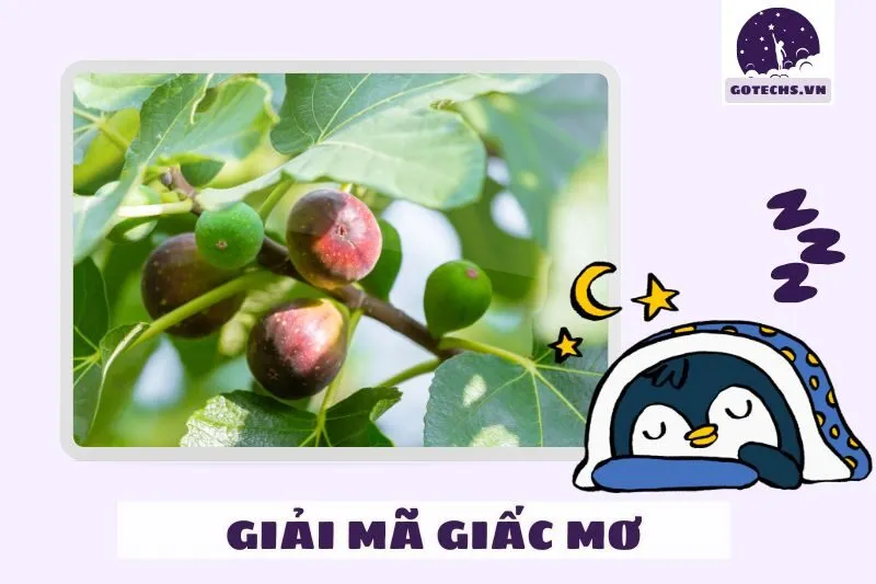 Giấc mơ thấy quả sung chín rơi trúng mình