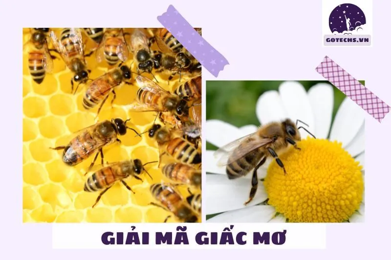 Giải mã các loại giấc mơ thấy ong phổ biến