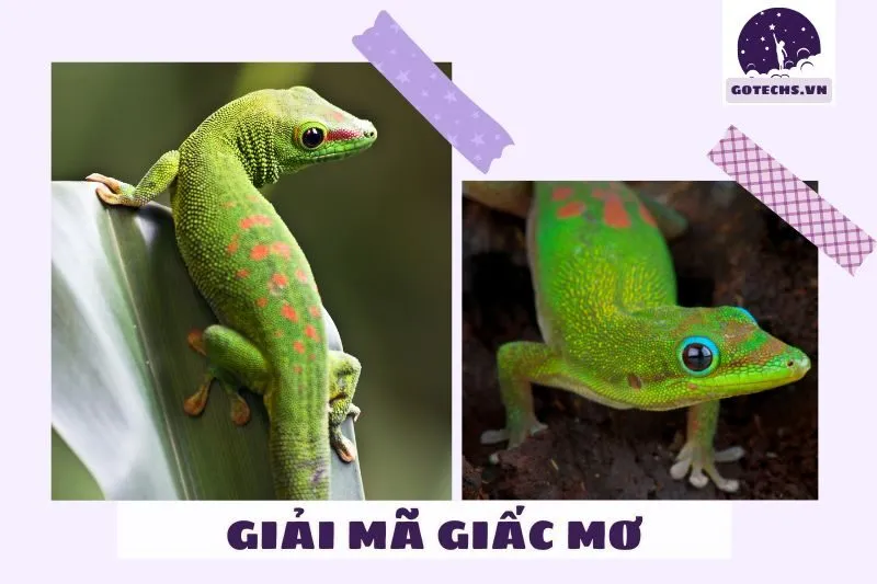 Giải mã các trường hợp thường gặp khi mơ thấy tắc kè