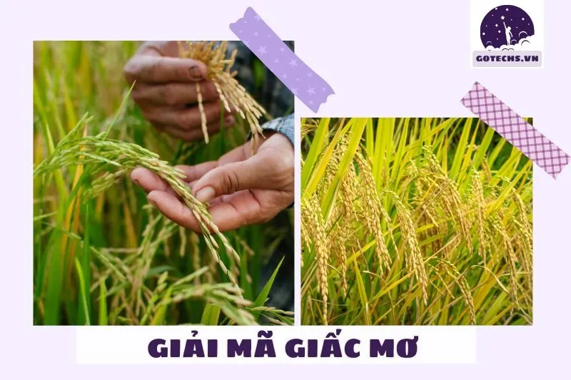 Giải mã chi tiết các loại giấc mơ liên quan đến gạo
