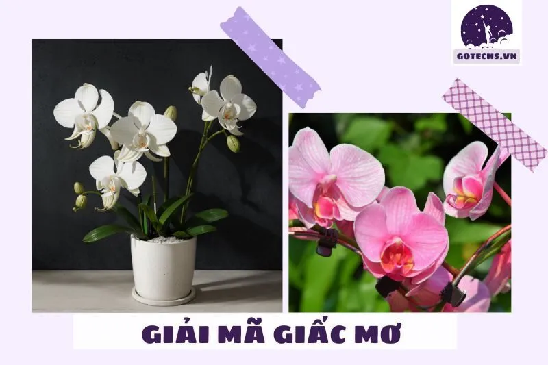 Giải mã chi tiết từng loại giấc mơ thấy hoa lan