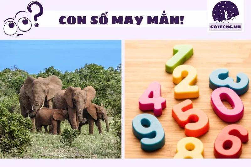 Giải mã con số may mắn từ giấc mơ thấy voi