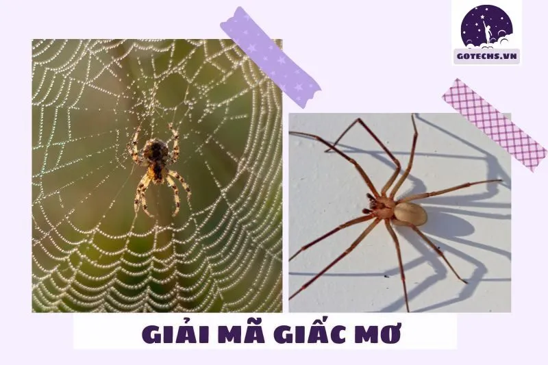 Giải mã giấc mơ nhện qua các màu sắc