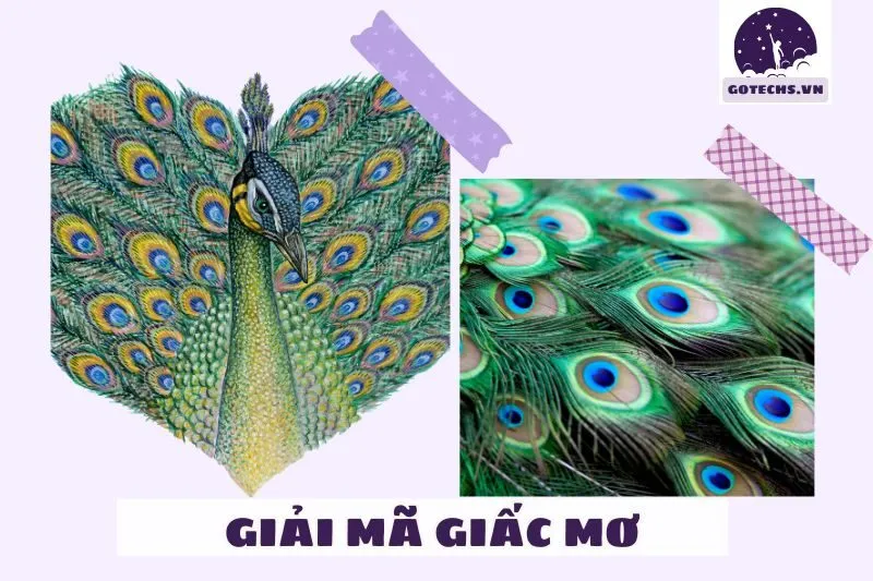 Giải mã giấc mơ thấy chim công trong từng trường hợp