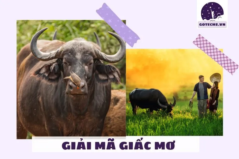 Giải mã giấc mơ thấy trâu dựa trên từng hoàn cảnh