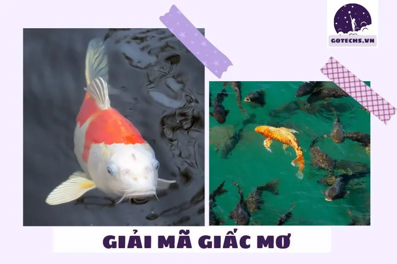Giải Mã Những Tình Huống Cá Chép Khác Nhau