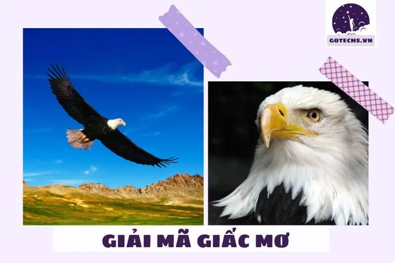 Giải mã ý nghĩa của việc nằm mơ thấy chim đại bàng