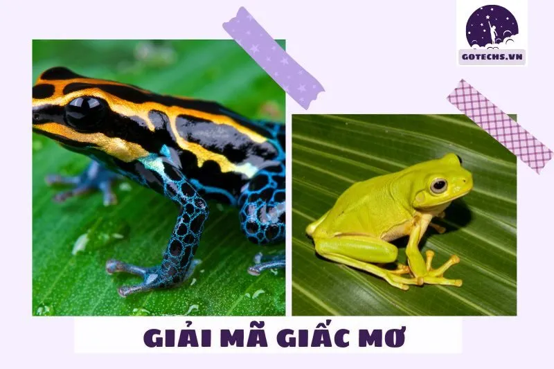 Giải mã ý nghĩa của việc nằm mơ thấy ếch