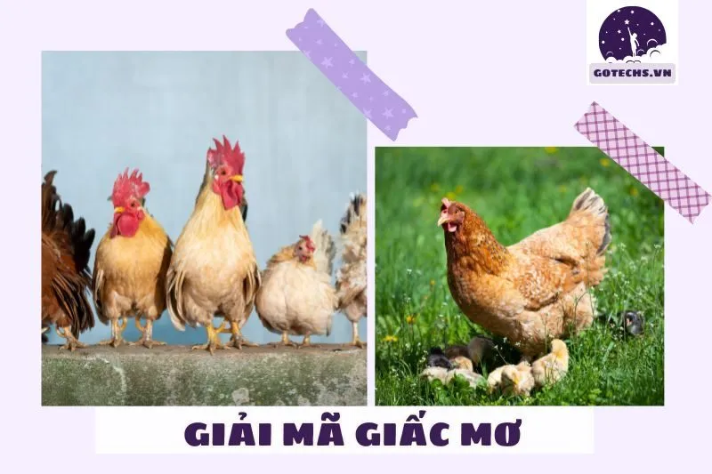 Giải mã ý nghĩa của việc nằm mơ thấy gà