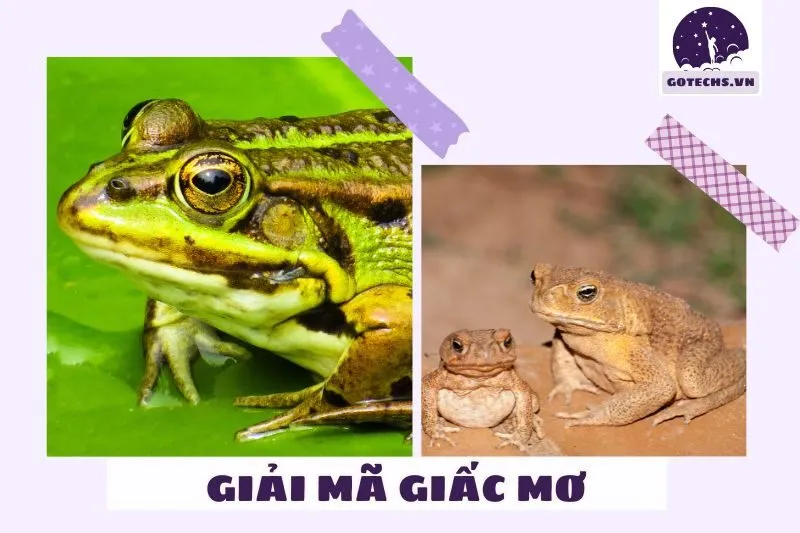 Giải mã ý nghĩa giấc mơ thấy con cóc