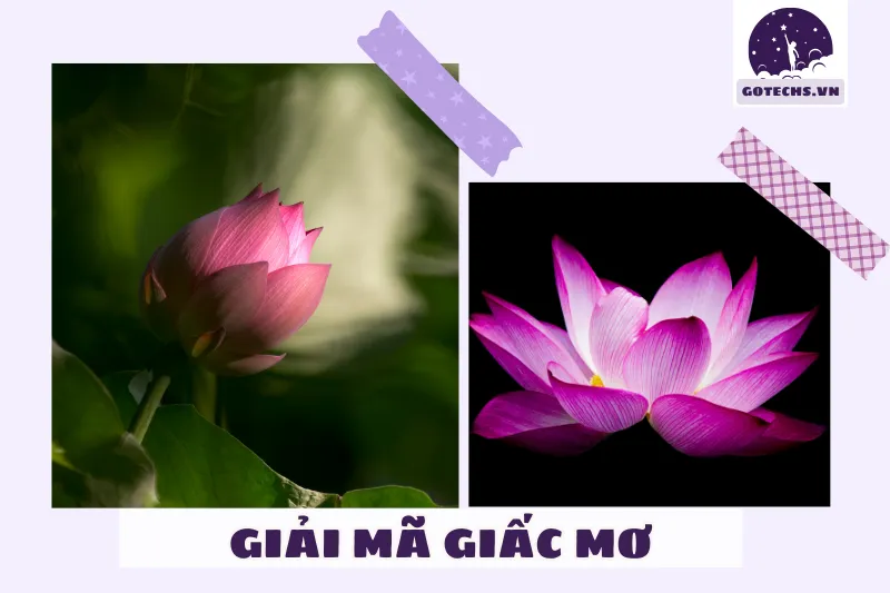 Giải mã ý nghĩa khi nằm mơ thấy hoa sen