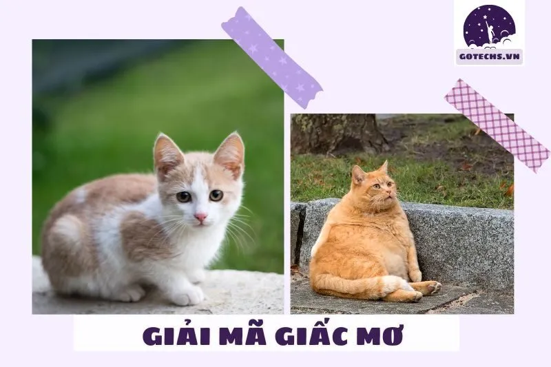Giải mã ý nghĩa khi nằm mơ thấy mèo