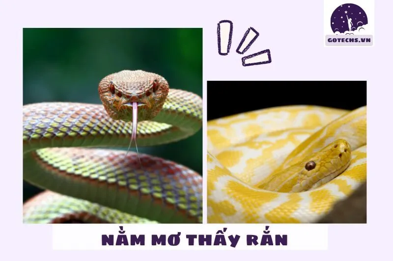 Giải mã ý nghĩa màu sắc và loại rắn trong giấc mơ