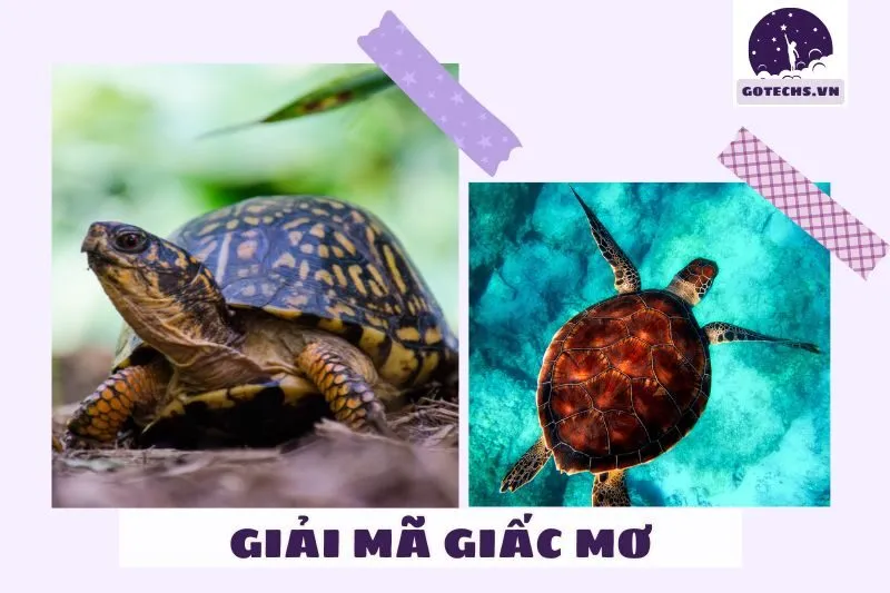 Giải mã ý nghĩa nằm mơ thấy con ba ba
