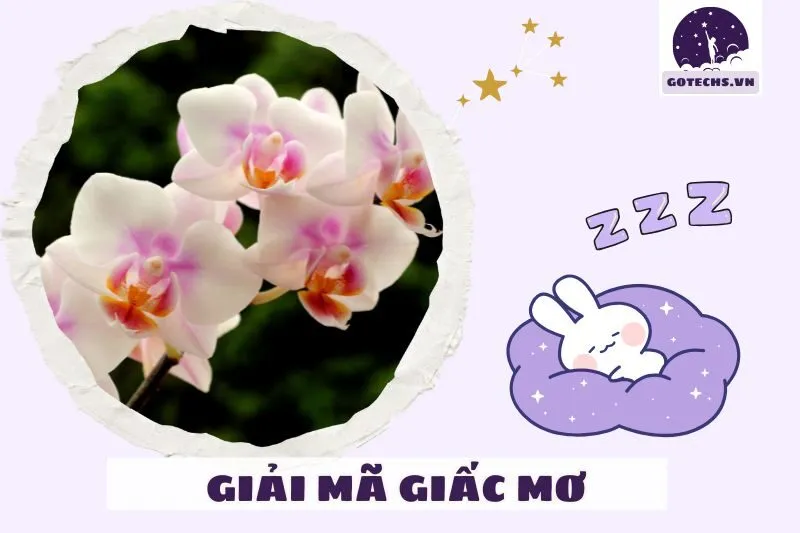 Làm gì khi nằm mơ thấy hoa lan?