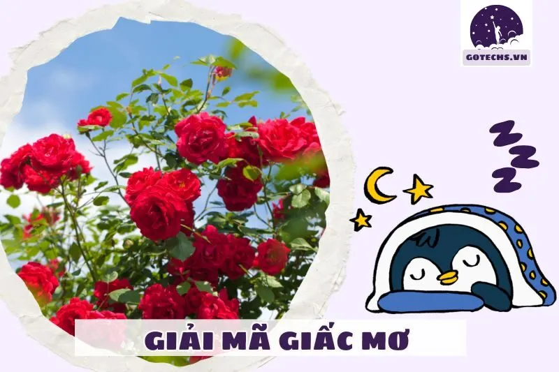 Lời khuyên khi mơ thấy cây hoa hồng