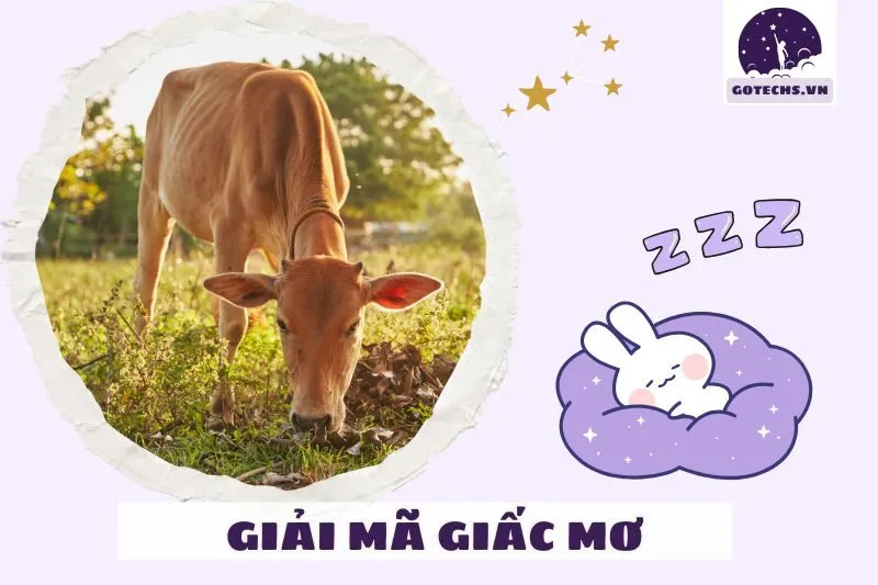 Mơ thấy bò và tác động đến các mối quan hệ