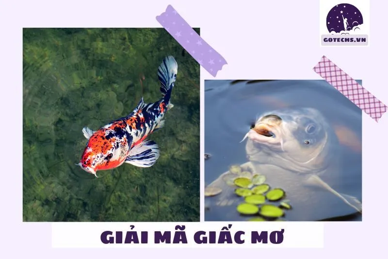 Mơ Thấy Cá Chép Có Điềm Báo Gì?