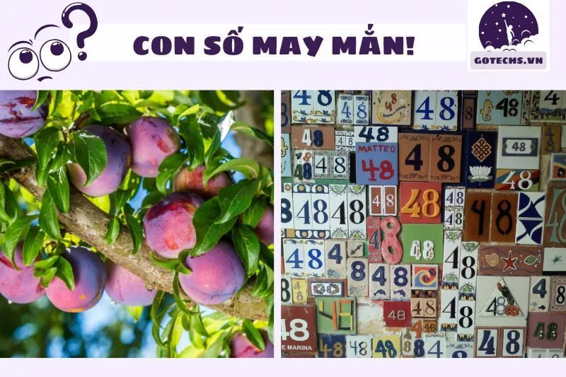 Mơ Thấy Cây Mận Và Gợi Ý Con Số May Mắn