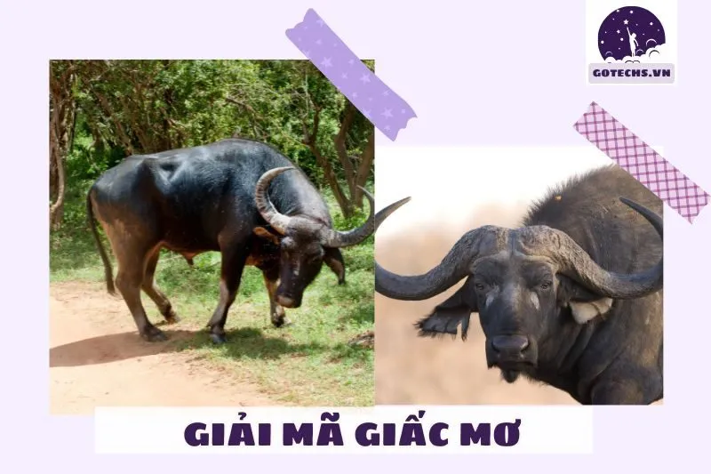 Mơ thấy trâu có phải là điềm tốt hay xấu?