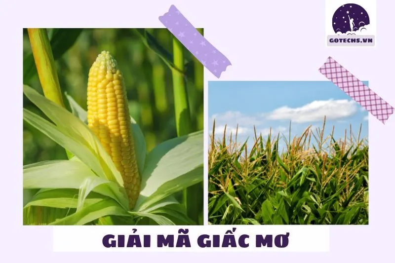 Nằm mơ thấy bắp ngô có ý nghĩa gì?