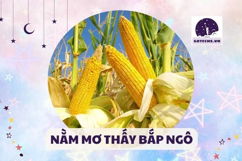 NẰM MƠ THẤY BẮP NGÔ