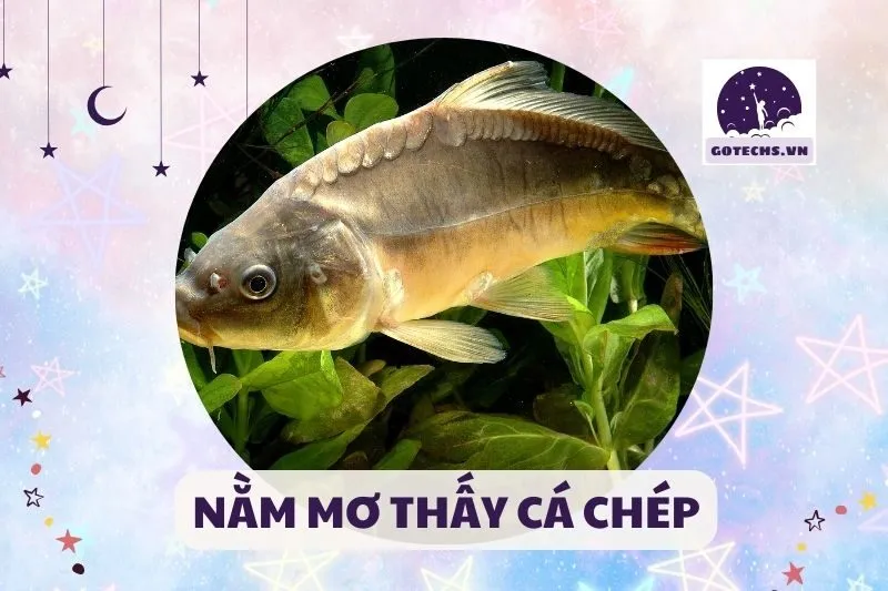 NẰM MƠ THẤY CÁ CHÉP