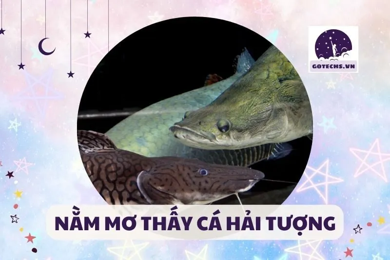 NẰM MƠ THẤY CÁ HẢI TƯỢNG