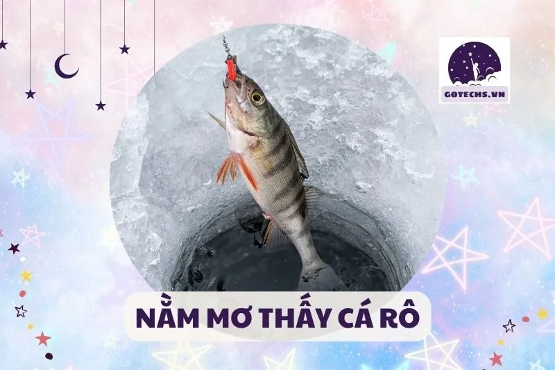 NẰM MƠ THẤY CÁ RÔ