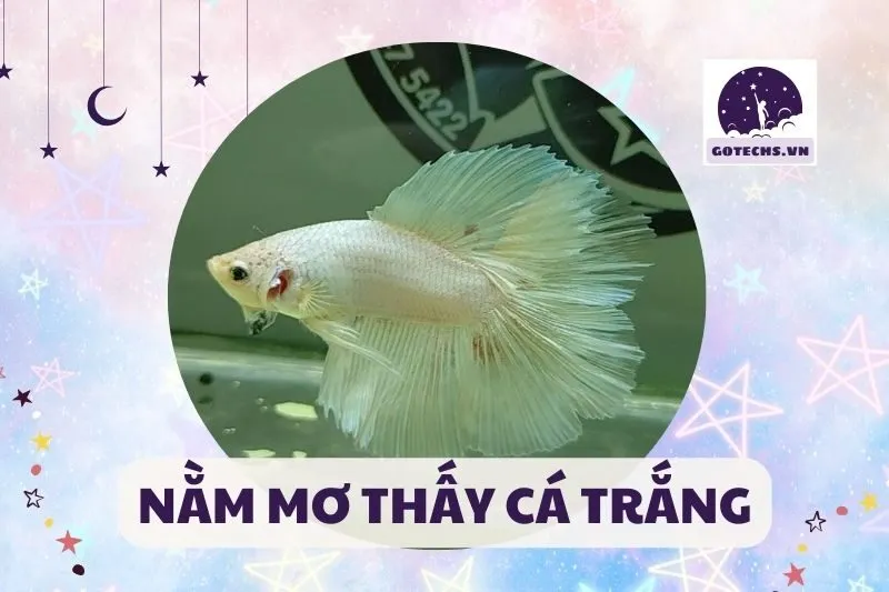NẰM MƠ THẤY CÁ TRẮNG