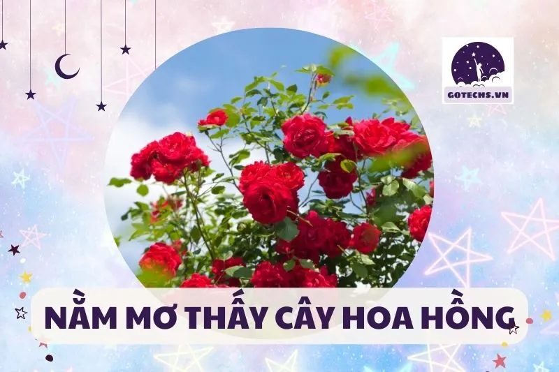 Nằm mơ thấy cây hoa hồng có ý nghĩa gì? Cùng giải mã nào