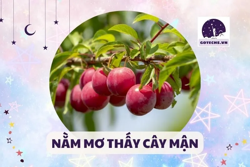 NẰM MƠ THẤY CÂY MẬN