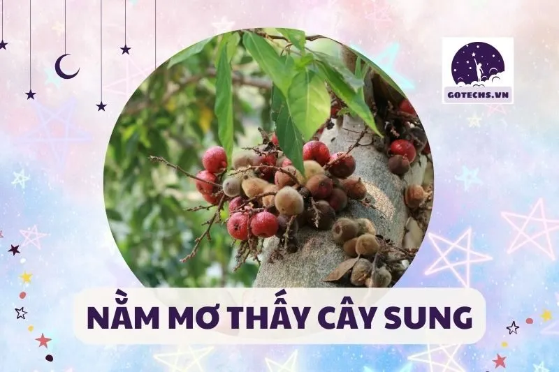 Nằm mơ thấy cây sung: Giải mã ý nghĩa và điềm báo cho bạn 2025