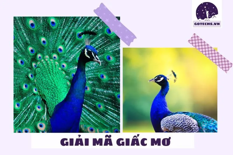 Nằm mơ thấy chim công có ý nghĩa gì?
