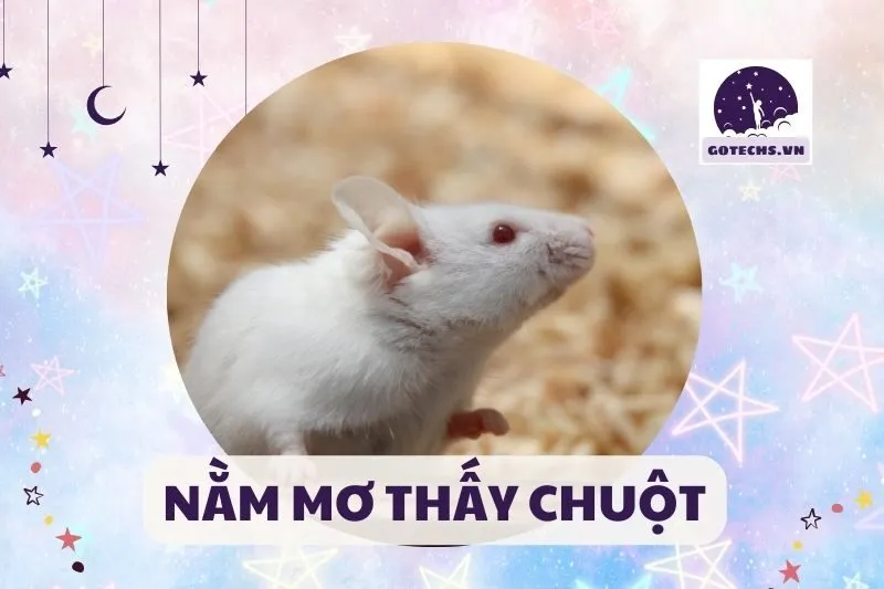 NẰM MƠ THẤY CHUỘT