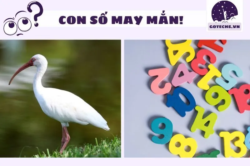 Nằm mơ thấy cò trắng đánh số gì để phát tài?