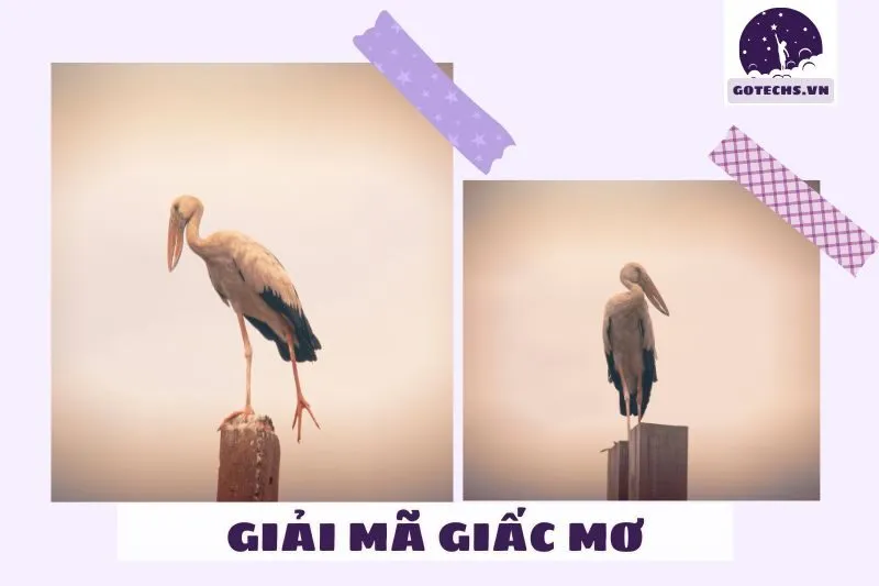 Nằm mơ thấy cò trắng là điềm lành hay điềm dữ?