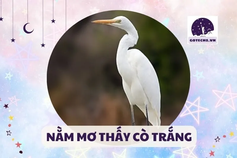 NẰM MƠ THẤY CÒ TRẮNG