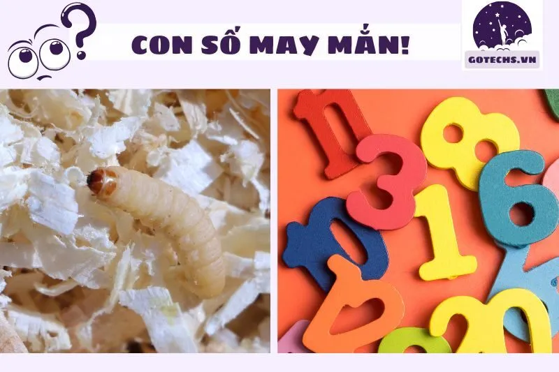 Nằm mơ thấy dòi và các con số may mắn liên quan