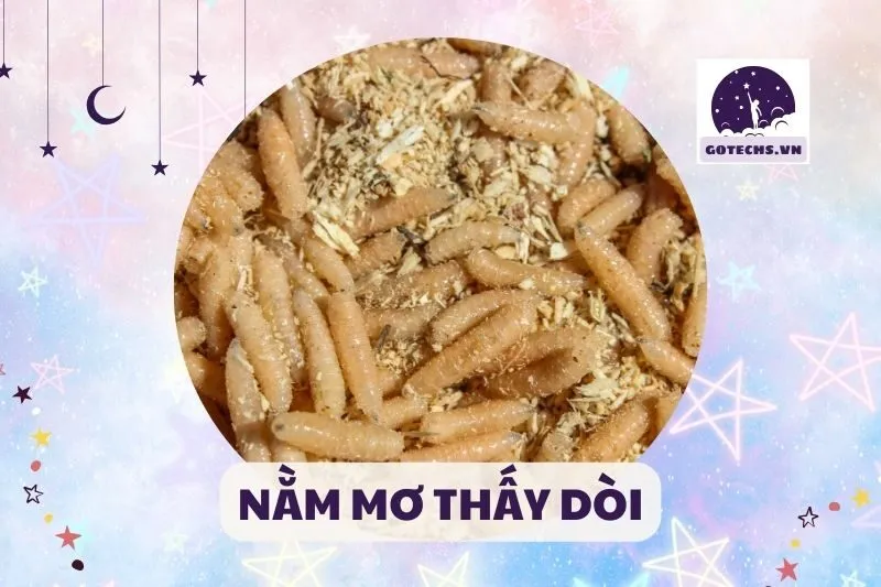 NẰM MƠ THẤY DÒI