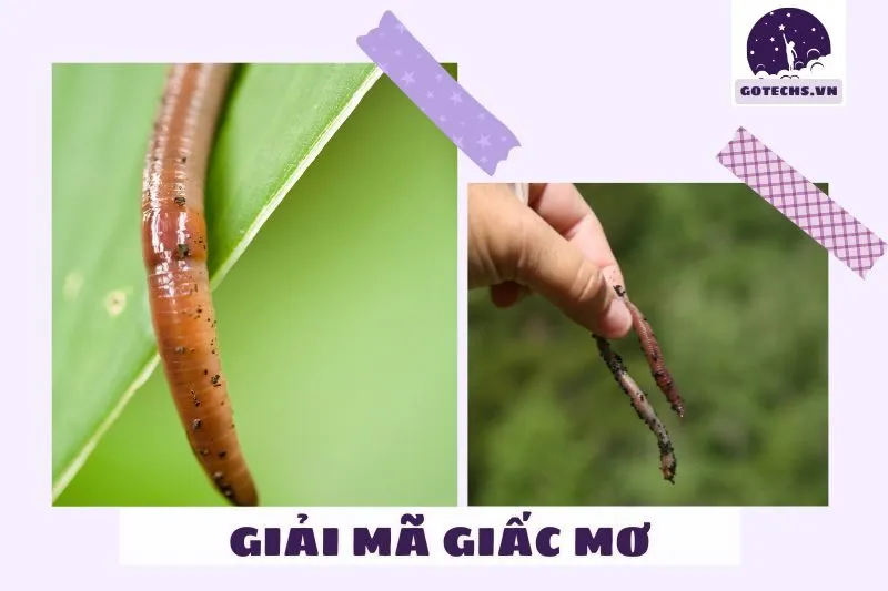 Nằm mơ thấy giun đất: Giải mã ý nghĩa và điềm báo