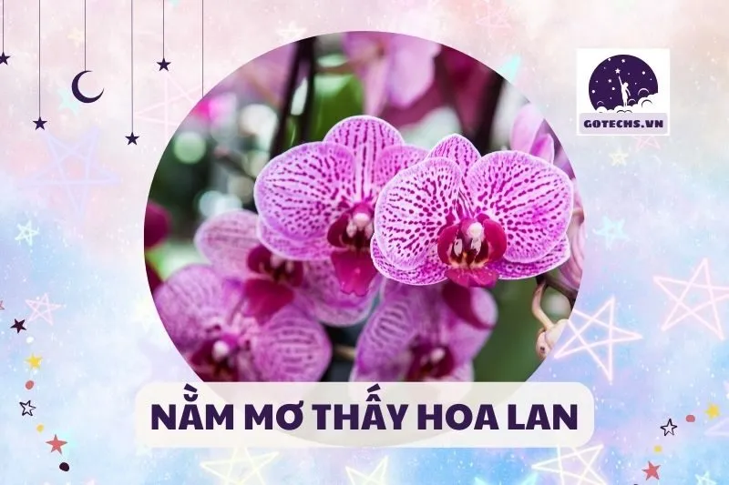 NẰM MƠ THẤY HOA LAN