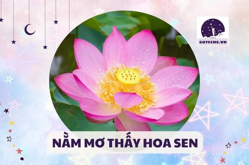 NẰM MƠ THẤY HOA SEN
