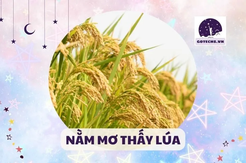 NẰM MƠ THẤY LÚA