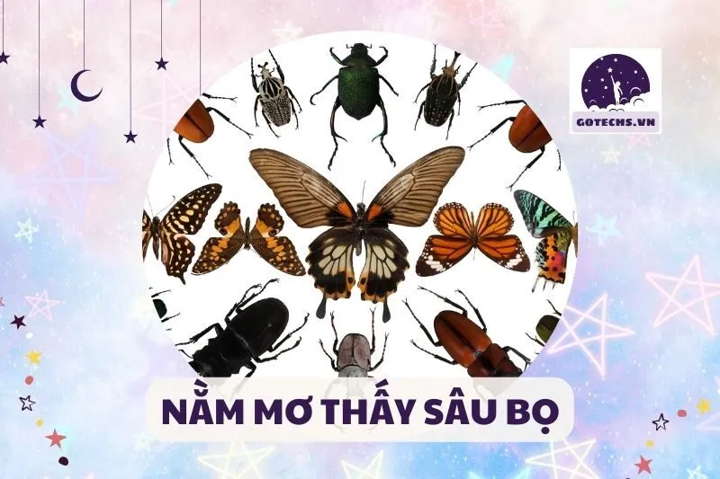 NẰM MƠ THẤY SÂU BỌ