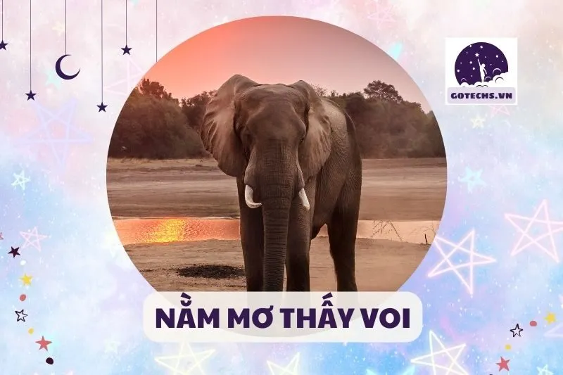 NẰM MƠ THẤY VOI