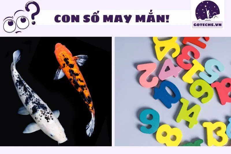 Những Con Số May Mắn Khi Mơ Thấy Cá Chép